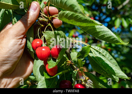 Tasty cheers ripening in full sun. Fruits before breaking off the fruit tree in the home garden. Season of the summer. Stock Photo