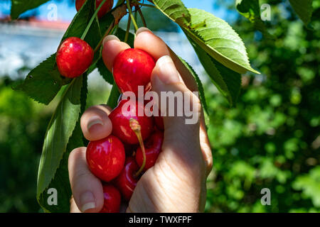 Tasty cheers ripening in full sun. Fruits before breaking off the fruit tree in the home garden. Season of the summer. Stock Photo