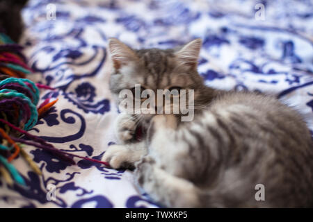 Scottish Straight. Little gray Scottish Straight kitten playing. Stock Photo