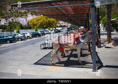 Donkey taxi. Famous donkey taxi in Mijas village. Costa del Sol, Andalusia, Spain. Picture taken – 20 june 2019. Stock Photo