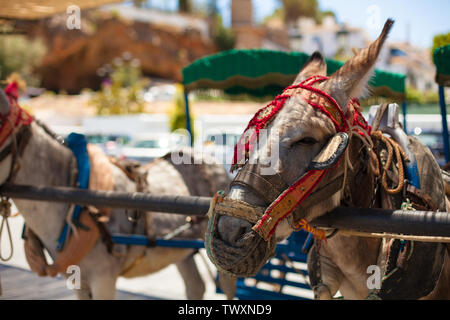 Donkey taxi. Famous donkey taxi in Mijas village. Costa del Sol, Andalusia, Spain. Picture taken – 20 june 2019. Stock Photo