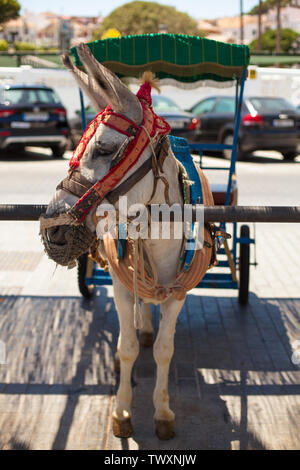 Donkey taxi. Famous donkey taxi in Mijas village. Costa del Sol, Andalusia, Spain. Picture taken – 20 june 2019. Stock Photo