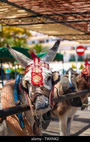 Donkey taxi. Famous donkey taxi in Mijas village. Costa del Sol, Andalusia, Spain. Picture taken – 20 june 2019. Stock Photo