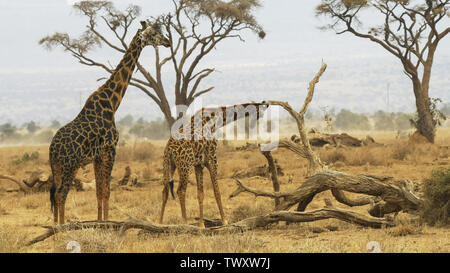 male giraffe stands behind a female at amboseli Stock Photo