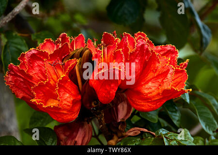 Red Flame of the Forest flowers growing in Funchal, Madeira, Portugal Stock Photo
