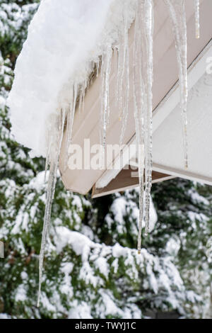 Issaquah, Washington, USA.  Large dripping icicles hanging from the eave of a home, with about 8" of snow above them, with snow-covered conifers in th Stock Photo
