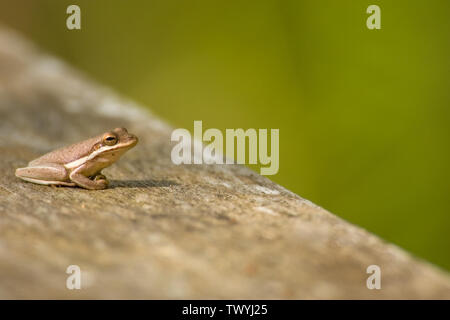 American Green Tree Frog sitting on wood railing in Corkscrew Swamp Sanctuary, Florida, USA Stock Photo