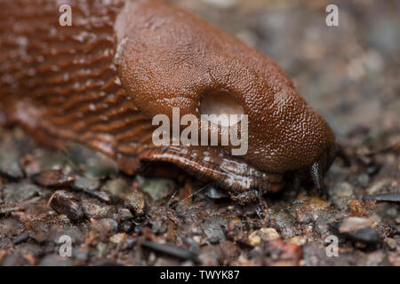 Issaquah, Washington, USA.  European Red or Chocolate Arion (Arion rufus) slug on cement patio.  The pneumostome (or breathing pore) is a feature (the Stock Photo