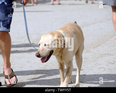 Yellow Labrador dog on leash at the pet-friendly 2019 Texas Sandfest in Port Aransas, Texas USA. Stock Photo
