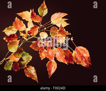 Single branch of Autumn leaves with red, yellow, brown and orange leaves on a black background Stock Photo