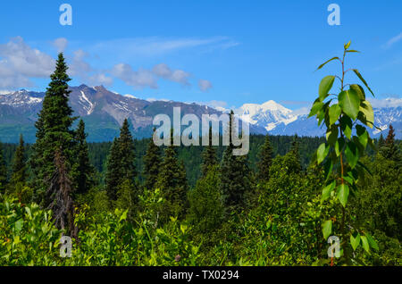 Distant view of Mount Denali (mt Mckinley) from Denali Highway view north with blue sky and conifer pine forest in the foreground Stock Photo