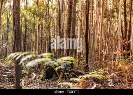 Forest with up close of ferns as well as dense native trees, with the soft glow of setting sun Stock Photo
