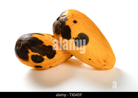 top view rotten mango close up on a grey background #AD , #rotten, #view,  #top, #mango, #background