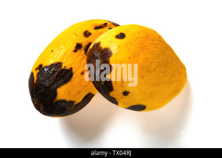 top view rotten mango with worms on a white background Stock Photo - Alamy