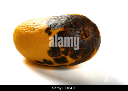 top view rotten mango close up on a grey background #AD , #rotten, #view,  #top, #mango, #background