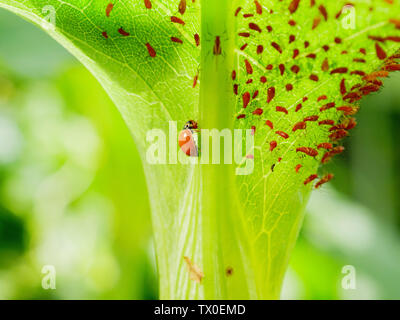 Polished lady beetle or immaculate ladybird beetle (Cycloneda munda) consuming an aphid (Uroleucon spp) Stock Photo