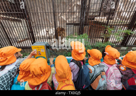 Japanese elementary school age children crowd around a small cage to look at a male lion in the old-style Nogeyama Zoo, Yokohama, Japan. Stock Photo