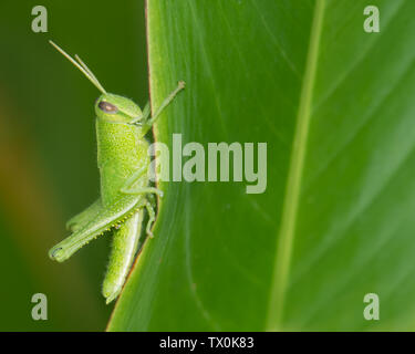 Grasshopper (Acridomorpha sp.) nymph on a leaf in Panama. Stock Photo