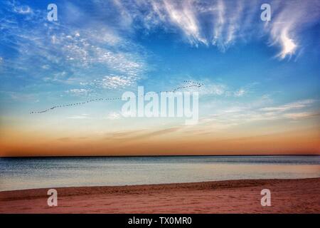 Sunset beach, geese fly south Stock Photo