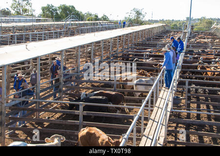 Cattle mustering, Central Queensland Stock Photo