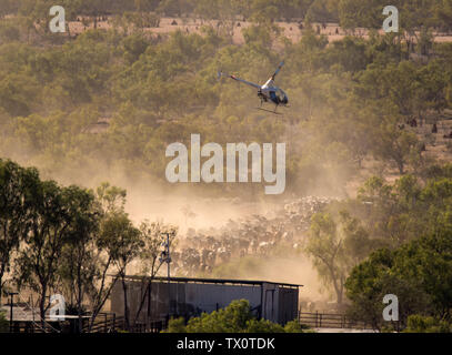 Cattle mustering, Central Queensland Stock Photo