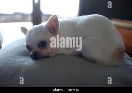 Chihuahua dog sleeping on a pillow Stock Photo