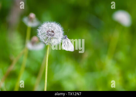 White Pieris Rapae or Cabbage Butterfly Insect Sitting on Dandelion Flower on Green Background Stock Photo