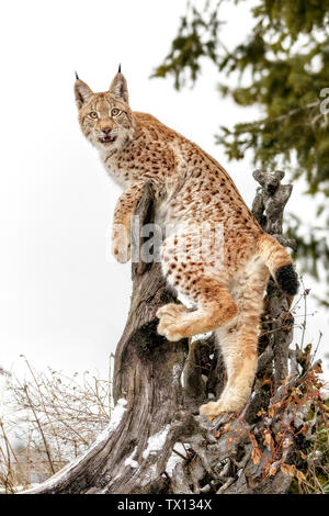 This is an adolescent Siberian Lynx.  The Siberian lynx is also called an East Siberian lynx is possibly a subspecies of  the Eurasian lynx. Stock Photo