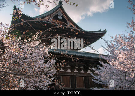 Cherry Blossom Trees in front of traditional Japanese style building. Springtime at the Toji Temple in Kyoto Stock Photo