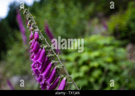 Close up of purple bell (Foxglove, Digitalis Purpurea) flowers Stock Photo