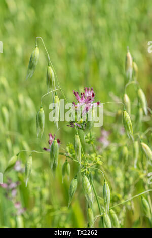 Flowers of Common Fumitory / Fumaria officinalis is often an arable weed. Here among Oats. Medicinal annual plant was once used in herbal remedies. Stock Photo