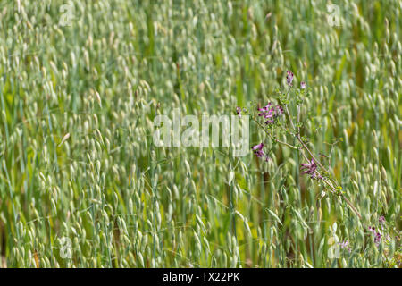 Flowers of Common Fumitory / Fumaria officinalis is often an arable weed. Here among Oats. Medicinal annual plant was once used in herbal remedies. Stock Photo