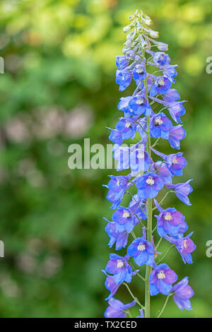 Purple blue flowers of Delphinium. Delphinium elatum Hybrid perennial Stock Photo