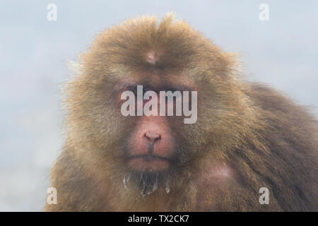 Tibetan Macaque (Macaca thibetana) Mother and baby in the mist of Mount Emeishan, Sichuan Province, China. Stock Photo