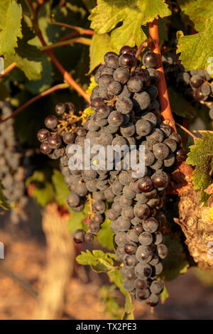Bunch of grapes in evening sun, Stellenbosch, South Africa Stock Photo
