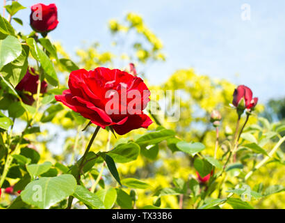 Beautiful red Dublin Bay roses, against a blue sky. Stock Photo