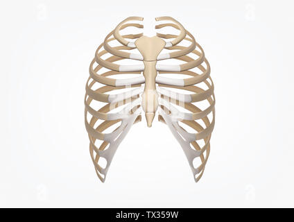 A 3D illustration of a human rib cage from a posterior view Stock Photo ...