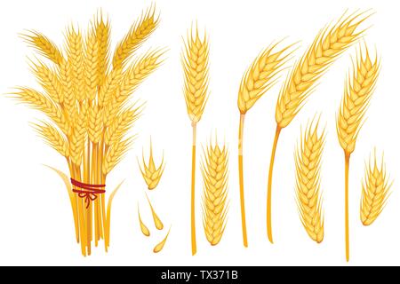 Set of wheat yellow ripe spikelets and grains of wheat flat vector illustration isolated on white background. Stock Vector