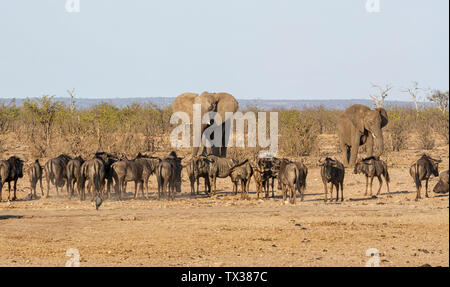A busy watering hole in Southern African savanna Stock Photo