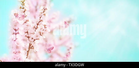 Spring banner with branches of blossoming cherry and butterflies against background of blue sky with white clouds on nature outdoors. Dreamy romantic Stock Photo