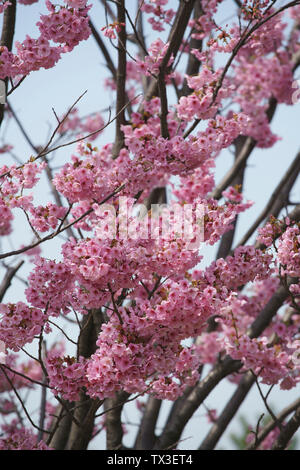 Close-up image of cherry tree blossom Stock Photo - Alamy