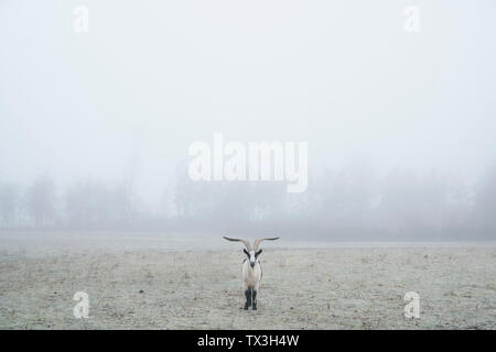 Peacock goat standing in foggy field, Wiendorf, Mecklenburg, Germany Stock Photo