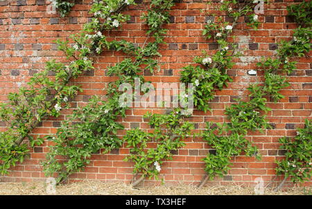 Malus trained in oblique cordon. Cordon trained apple trees growing at an angle against a wall Stock Photo