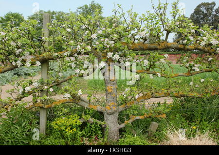 Malus.  Espalier trained apple tree in the kitchen garden at Doddington Hall and Gardens, Lincolnshire, UK Stock Photo