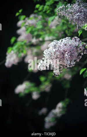 Light and shadow of lilacs Stock Photo