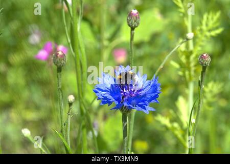 Schleswig, Deutschland. 22nd June, 2019. 22.06.2019, a cornflower (Cyanus segetum Hill, Syn .: Centaurea cyanus L.), also called Zyane with a bumblebee (Bombus) to visit in a wildflower bed at Kalberteich in Schleswig. Close-up of blue blood. Order: Astern-like (Asterales), family: Korbblutler (Asteraceae), Subfamily: Carduoideae, Tribus: Cynareae, Genus: Cyanus, Species: Cornflower | usage worldwide Credit: dpa/Alamy Live News Stock Photo
