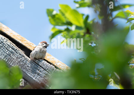 Small sparrow sits on the roof of the house. Stock Photo
