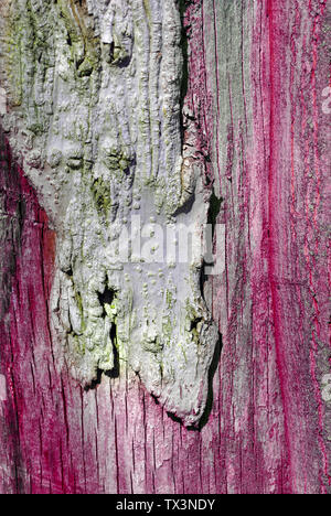 Tree cracked old gray, purple trunk, vertical background texture close up detail Stock Photo