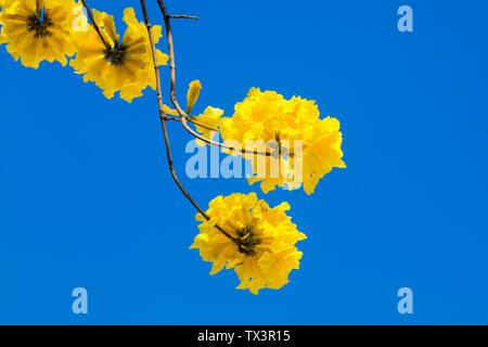 Yellow tabebuia flowers blossom on the blue sky background,Fuzhou,China Stock Photo