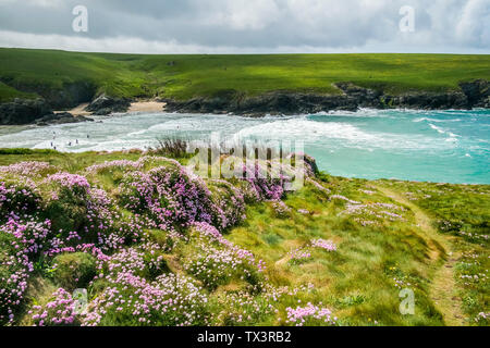 Sea Thrift Armeria maritima growing on the rugged coast at Polly Porth Joke in Newquay in Cornwall. Stock Photo